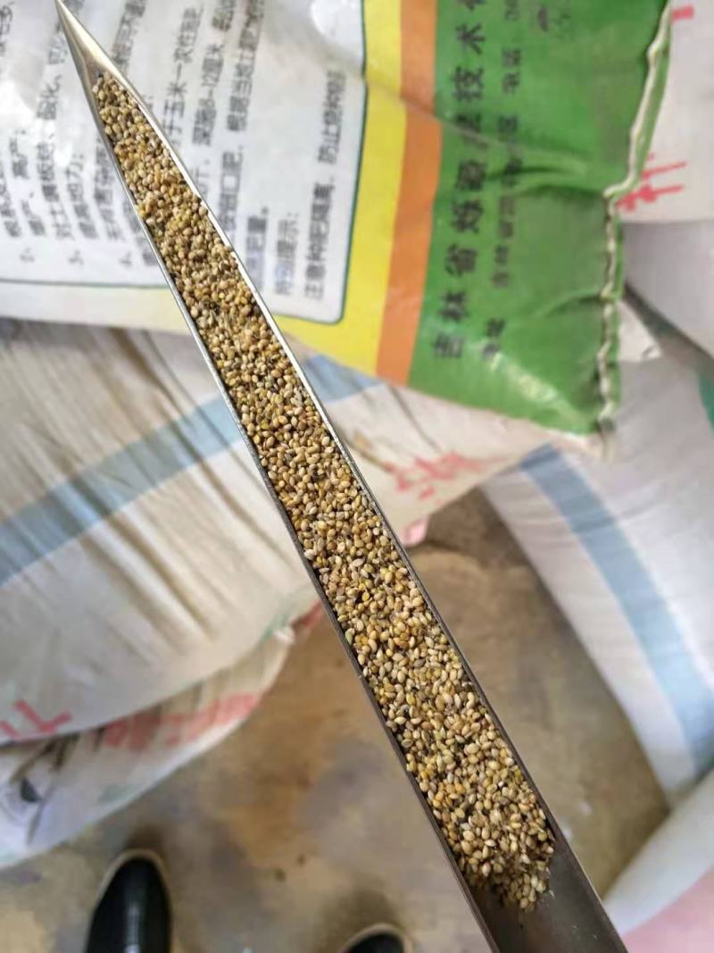 谷瘪子