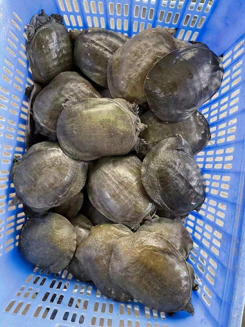 十年老甲鱼，公鱼，口感好，营养丰富，老甲鱼，水鱼