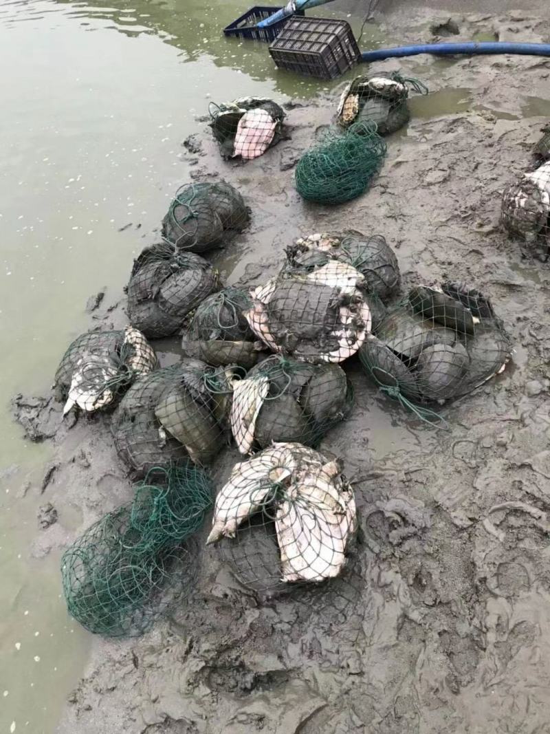 十年老甲鱼，公鱼，口感好，营养丰富，老甲鱼，水鱼