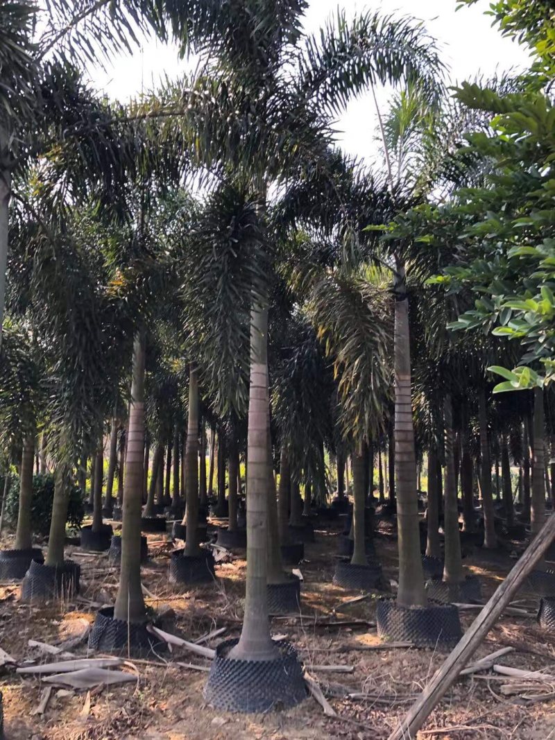 狐尾椰子各种规格基地大量现货供应，欢迎各位客户咨询
