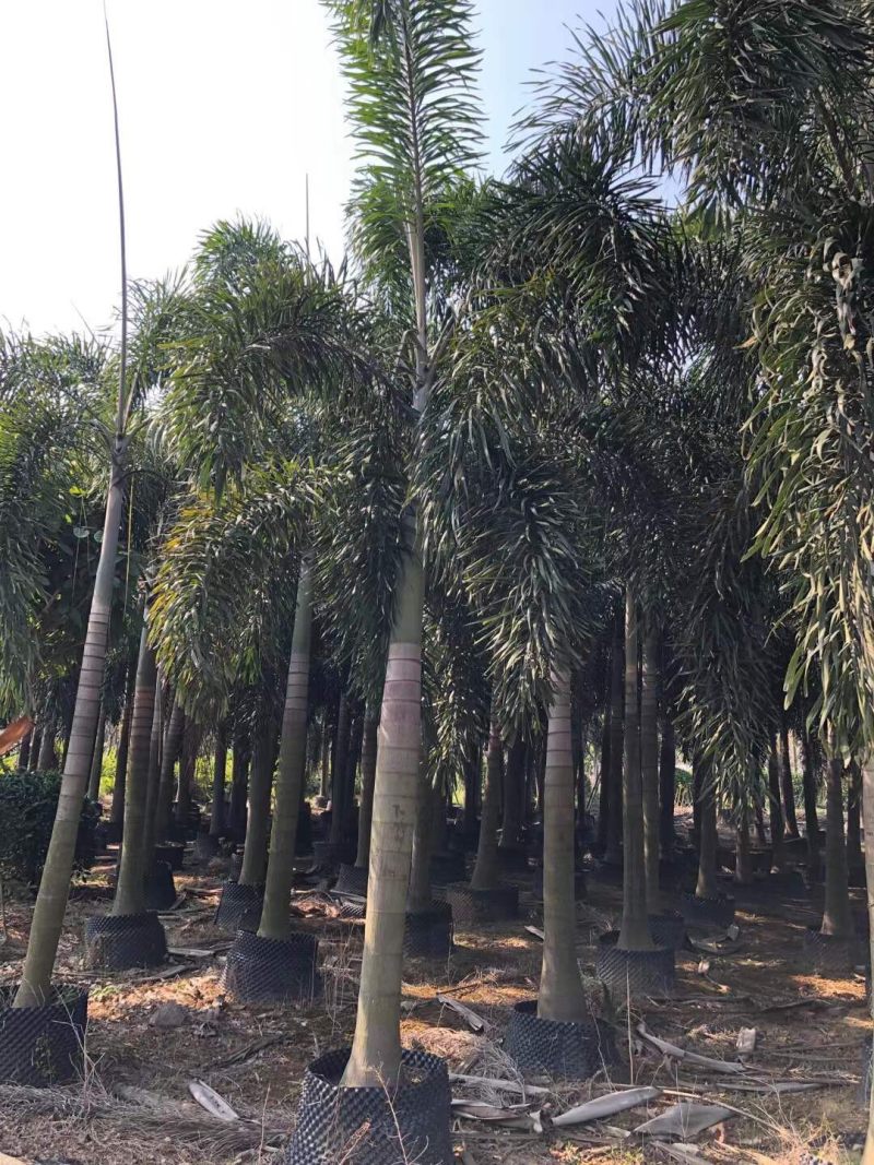 狐尾椰子各种规格基地大量现货供应，欢迎各位客户咨询