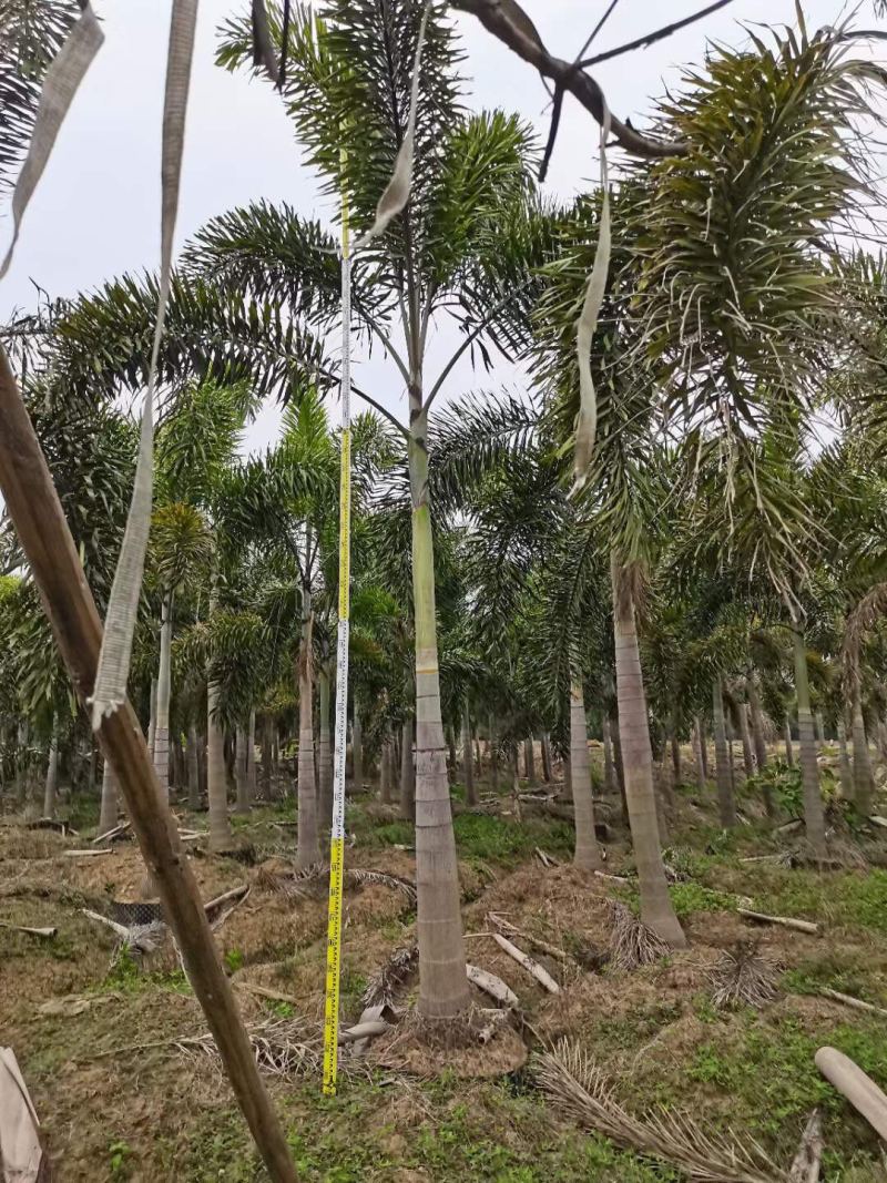 狐尾椰子各种规格基地大量现货供应，欢迎各位客户咨询