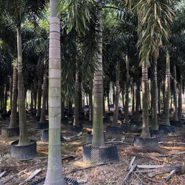 狐尾椰子各种规格基地大量现货供应，欢迎各位客户咨询