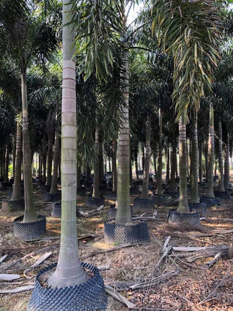 狐尾椰子各种规格基地大量现货供应，欢迎各位客户咨询