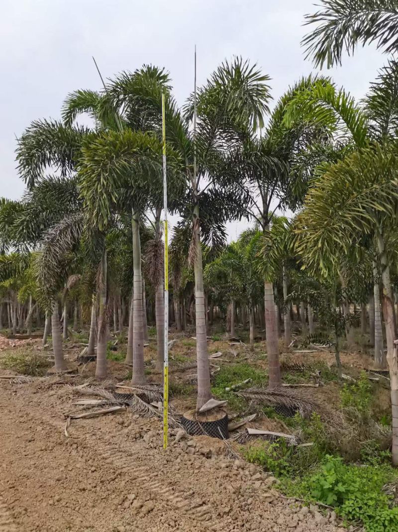 狐尾椰子各种规格基地大量现货供应，欢迎各位客户咨询