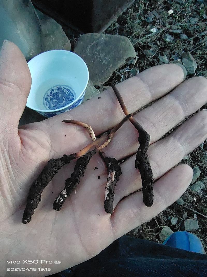 虫草，冬虫夏草，高海拔青藏高原的正宗冬虫夏草