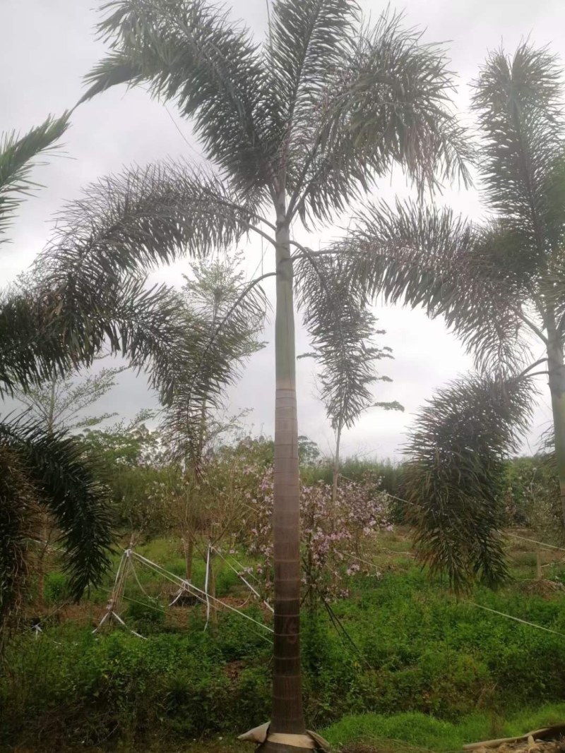 狐尾椰子各种规格基地大量现货供应，欢迎各位客户咨询