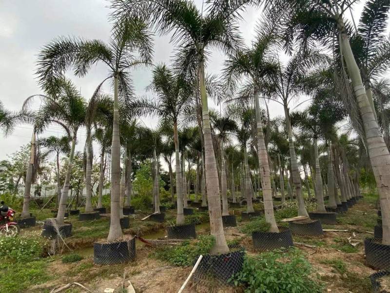 狐尾椰子各种规格基地大量现货供应，欢迎各位客户咨询