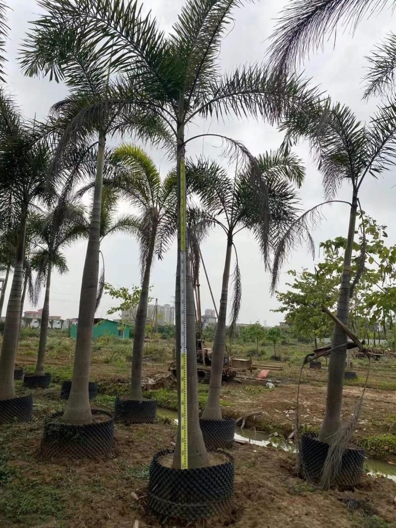 狐尾椰子各种规格基地大量现货供应，欢迎各位客户咨询