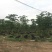 大腹木棉各种规格基地大量现货，欢迎各位客户咨询