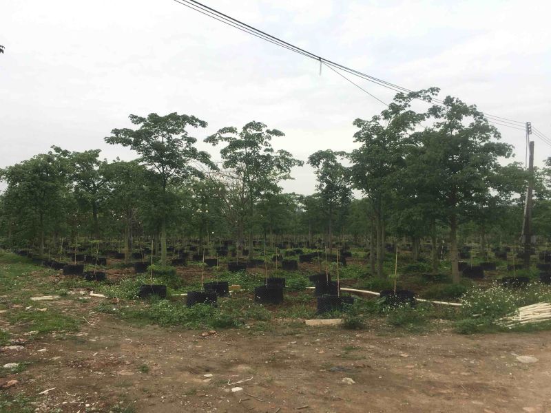 大腹木棉各种规格基地大量现货，欢迎各位客户咨询