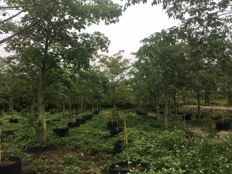 大腹木棉各种规格基地大量现货，欢迎各位客户咨询