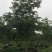大腹木棉各种规格基地大量现货，欢迎各位客户咨询