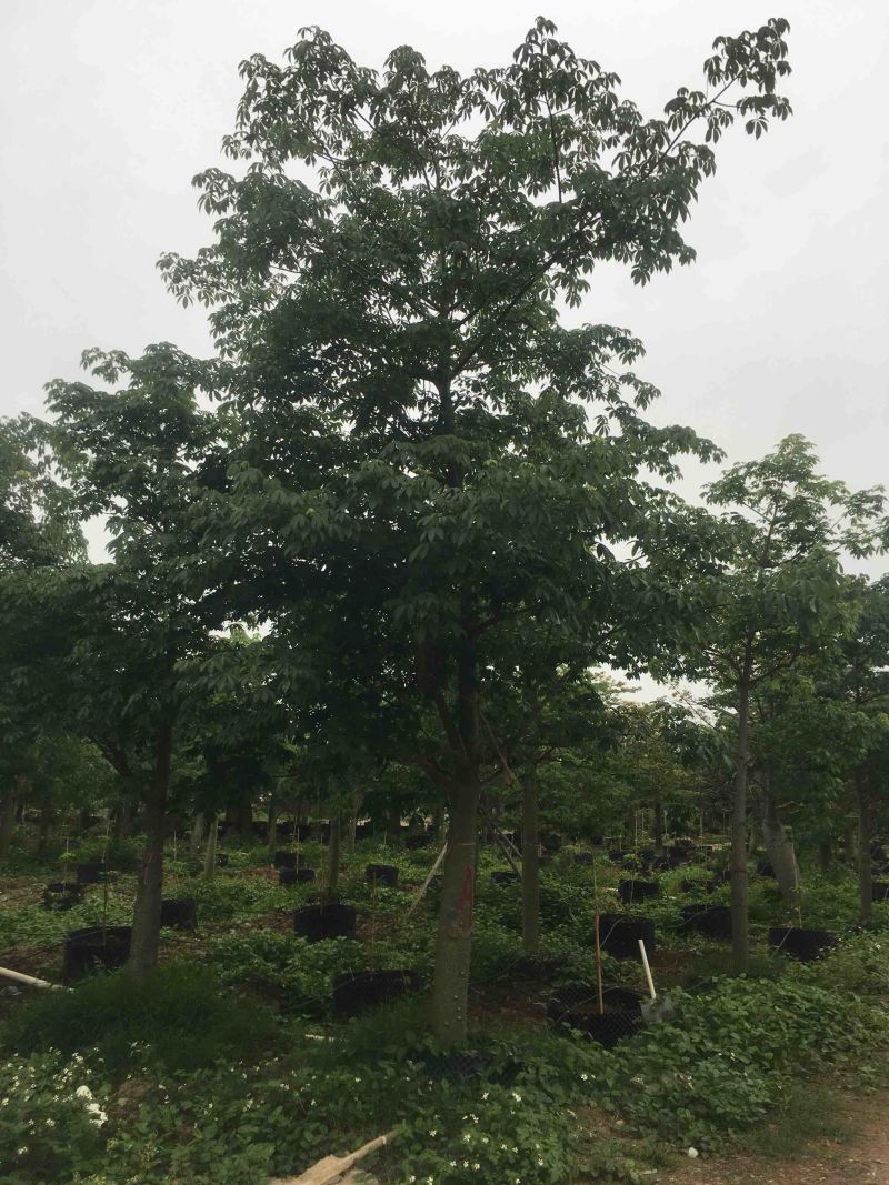 大腹木棉各种规格基地大量现货，欢迎各位客户咨询