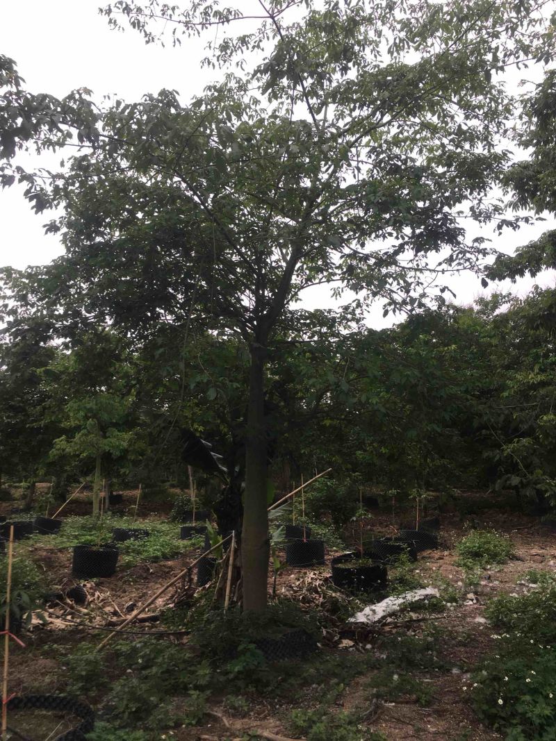 大腹木棉各种规格基地大量现货，欢迎各位客户咨询