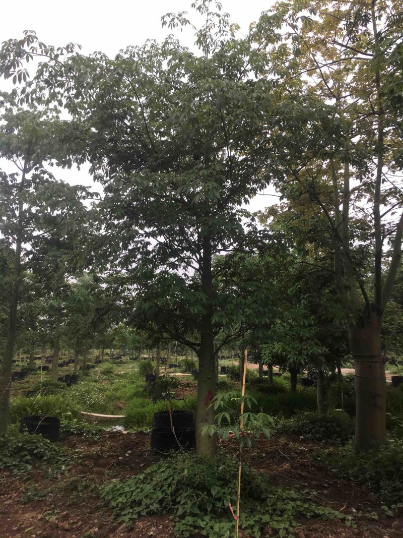 大腹木棉各种规格基地大量现货，欢迎各位客户咨询
