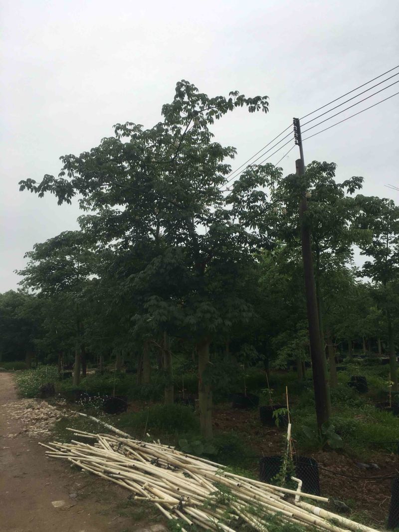 大腹木棉各种规格基地大量现货，欢迎各位客户咨询