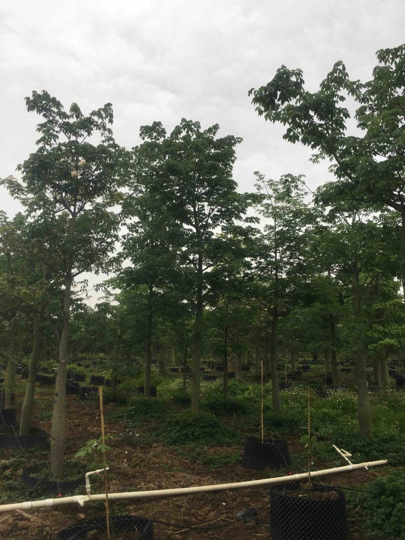 大腹木棉各种规格基地大量现货，欢迎各位客户咨询