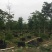 大腹木棉各种规格基地大量现货，欢迎各位客户咨询