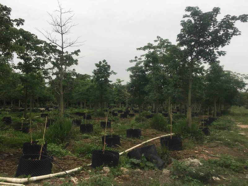 大腹木棉各种规格基地大量现货，欢迎各位客户咨询
