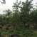 大腹木棉各种规格基地大量现货，欢迎各位客户咨询