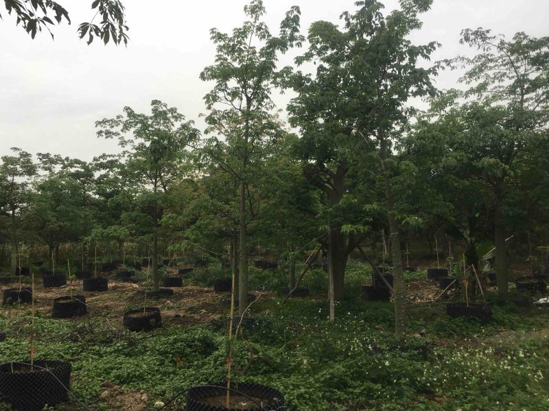 大腹木棉各种规格基地大量现货，欢迎各位客户咨询