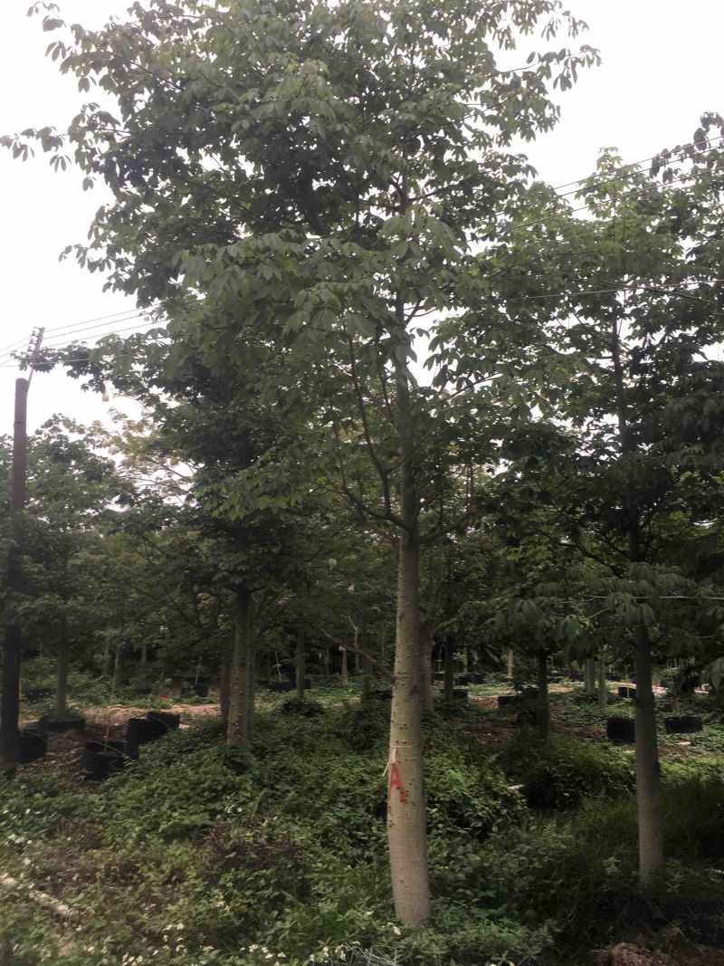 大腹木棉各种规格基地大量现货，欢迎各位客户咨询