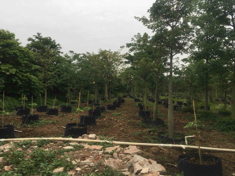 大腹木棉各种规格基地大量现货，欢迎各位客户咨询