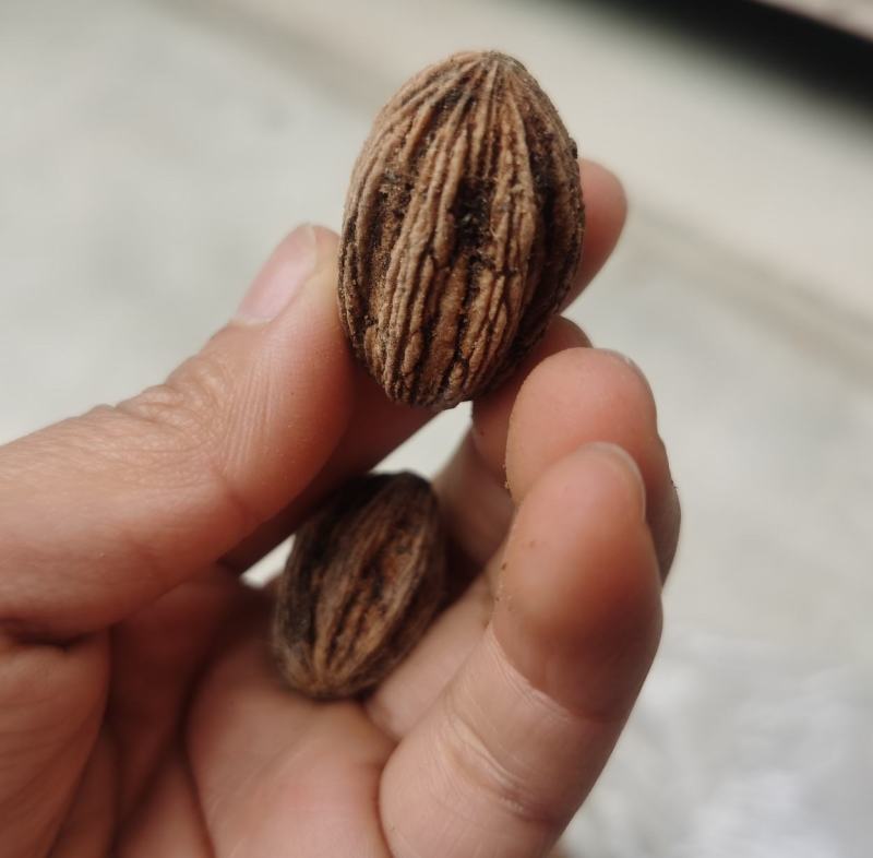 夏禹林农业珙桐（中华鸽子树）种子种籽基地直销