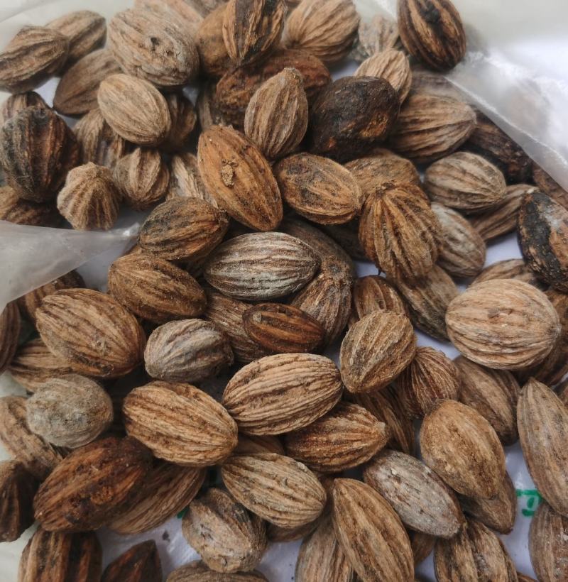 夏禹林农业珙桐（中华鸽子树）种子种籽基地直销