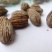 夏禹林农业珙桐（中华鸽子树）种子种籽基地直销