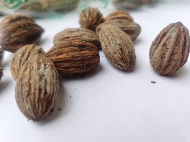 夏禹林农业珙桐（中华鸽子树）种子种籽基地直销