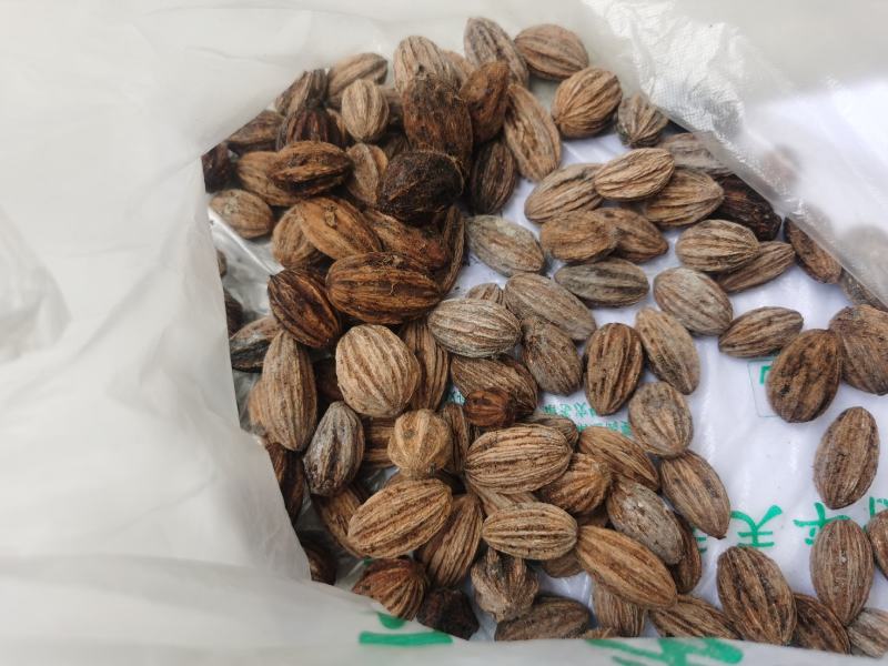 夏禹林农业珙桐（中华鸽子树）种子种籽基地直销