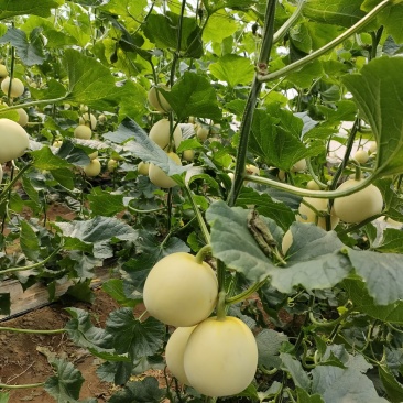 甜瓜星甜20，有瑞甜系列，脆甜可口，河北新乐大量上市中，
