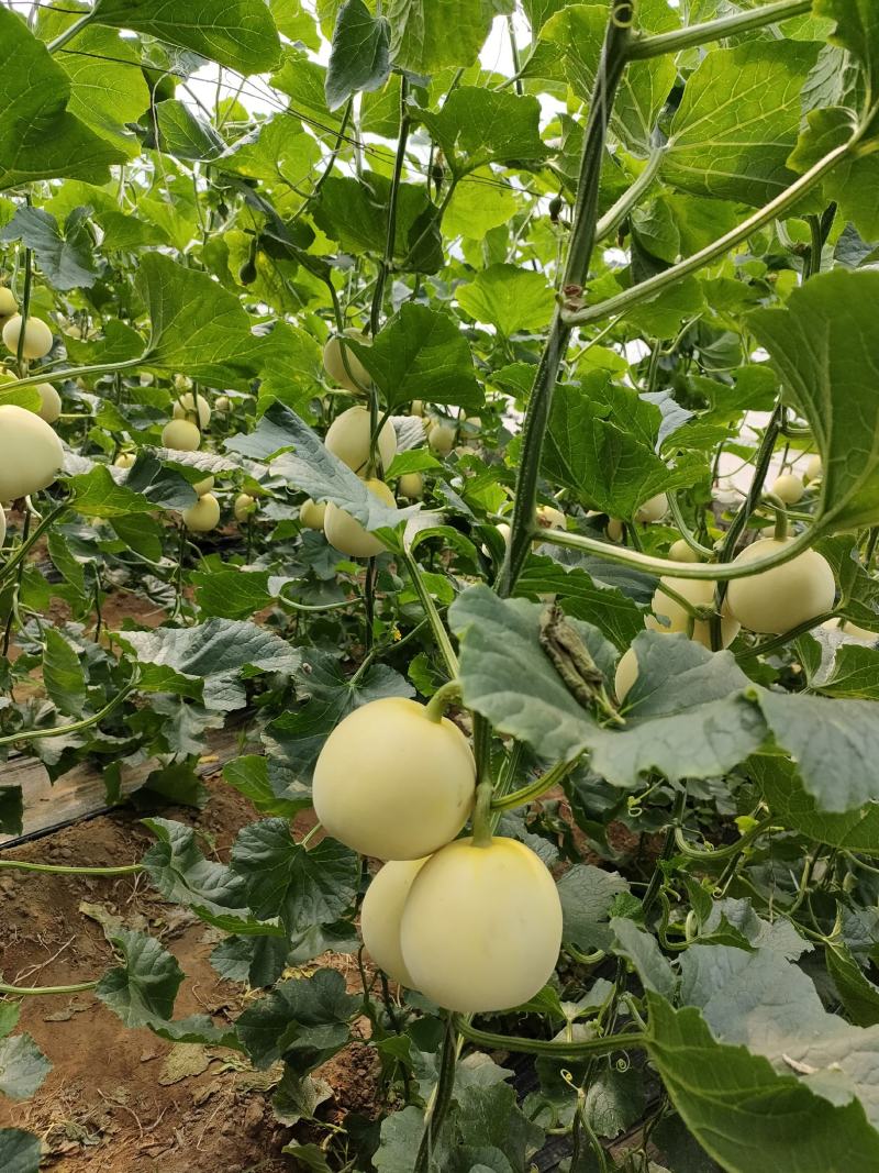 甜瓜星甜20，有瑞甜系列，脆甜可口，河北新乐大量上市中，