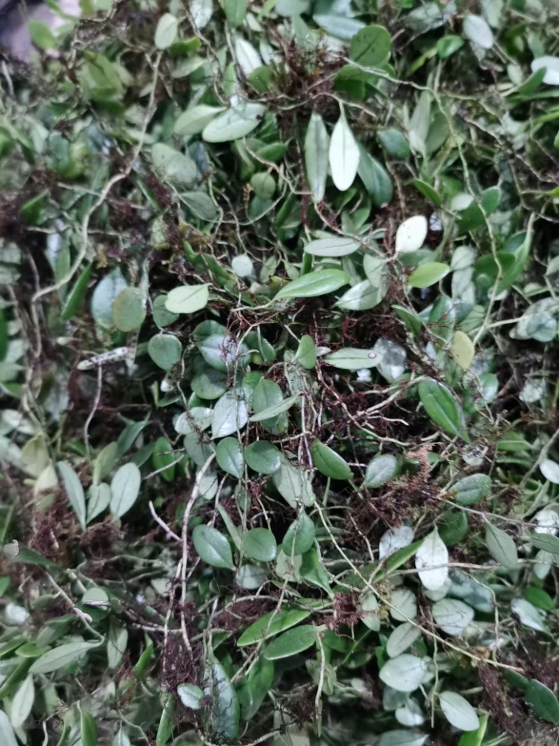 野生抱石莲抱石草石瓜子草抱石莲抱石莲