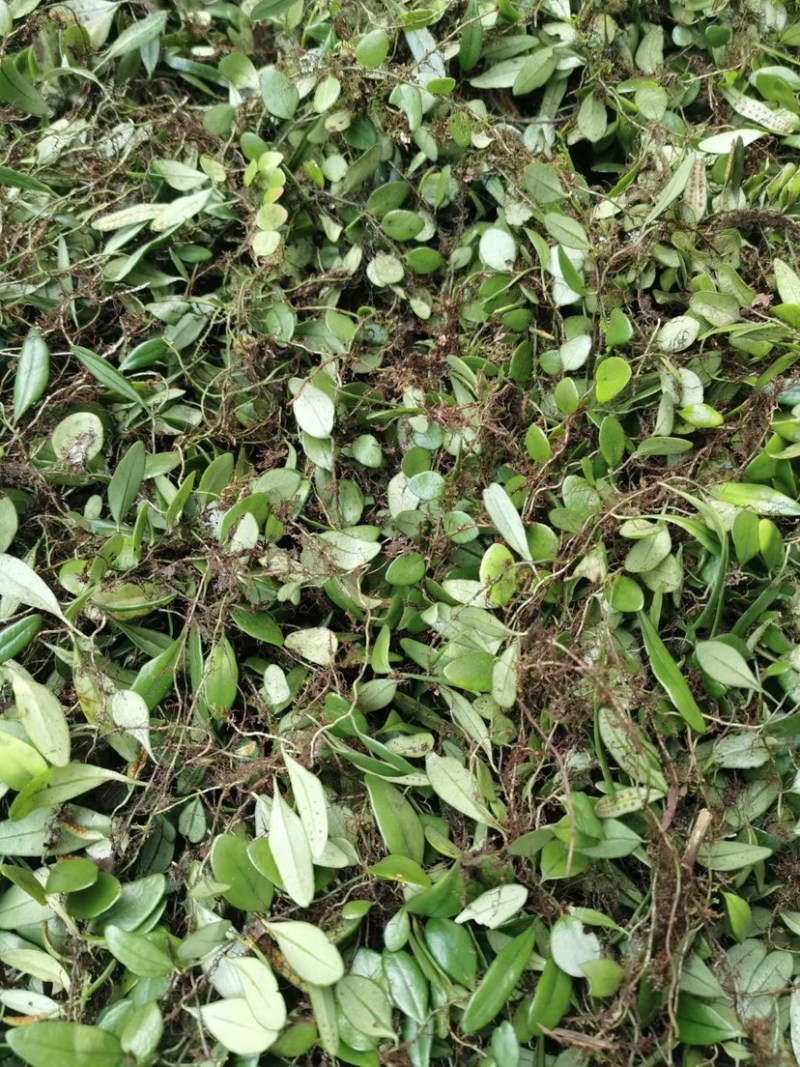 野生抱石莲抱石草石瓜子草抱石莲抱石莲
