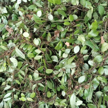 野生抱石莲抱石草石瓜子草抱石莲抱石莲