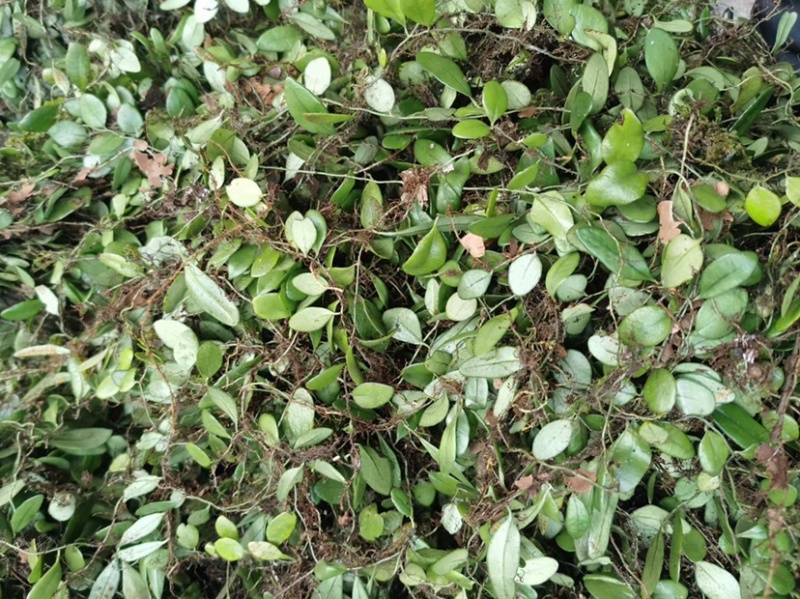 野生抱石莲抱石草石瓜子草抱石莲抱石莲