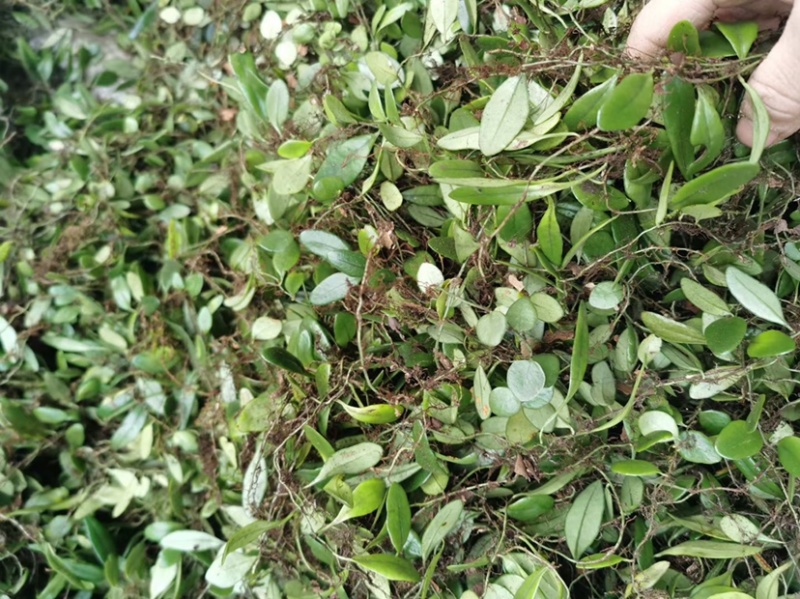 野生抱石莲抱石草石瓜子草抱石莲抱石莲