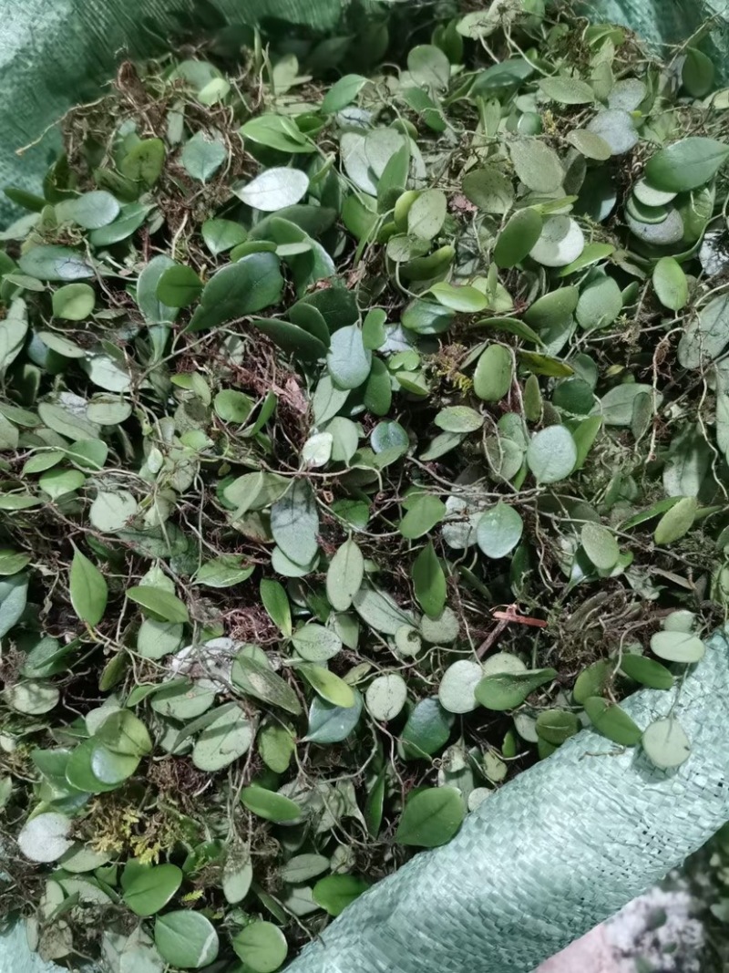 野生抱石莲抱石草石瓜子草抱石莲抱石莲