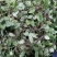 野生抱石莲抱石草石瓜子草抱石莲抱石莲