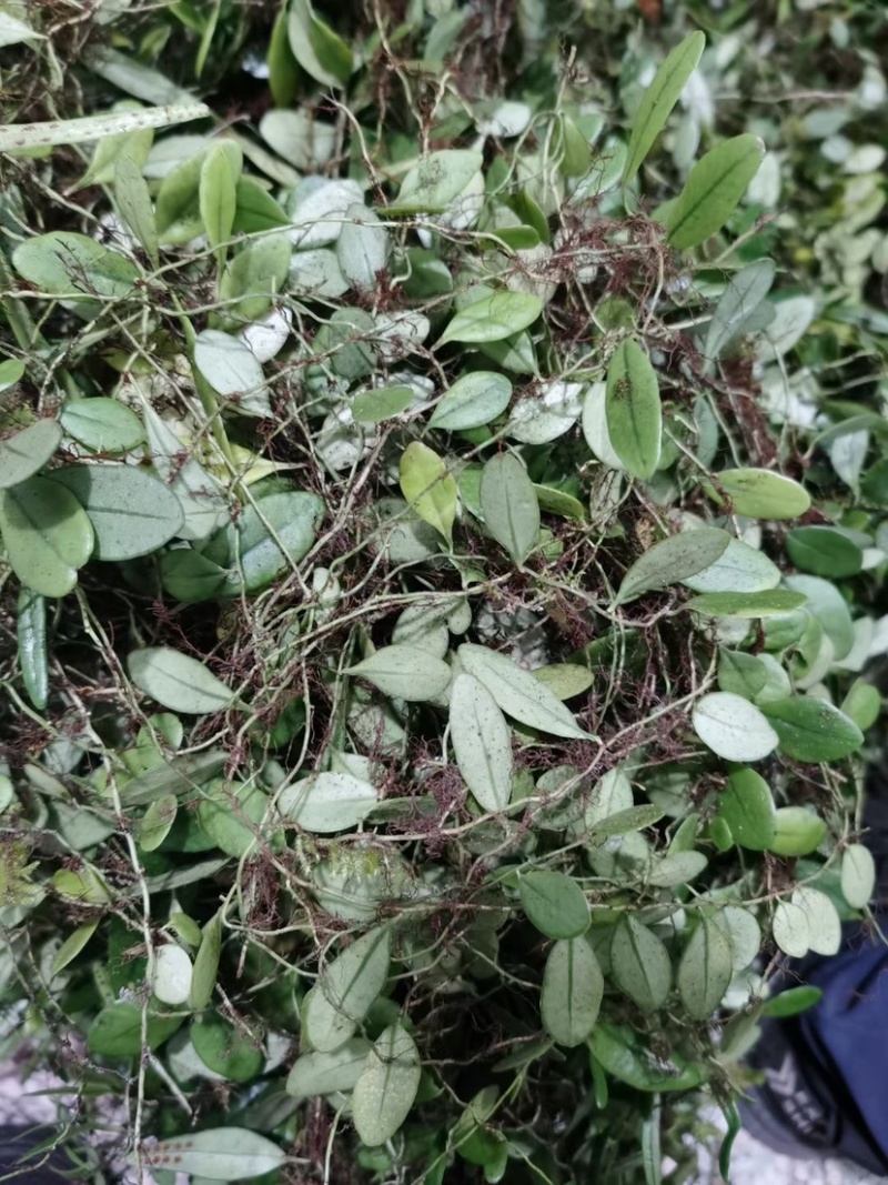 野生抱石莲抱石草石瓜子草抱石莲抱石莲