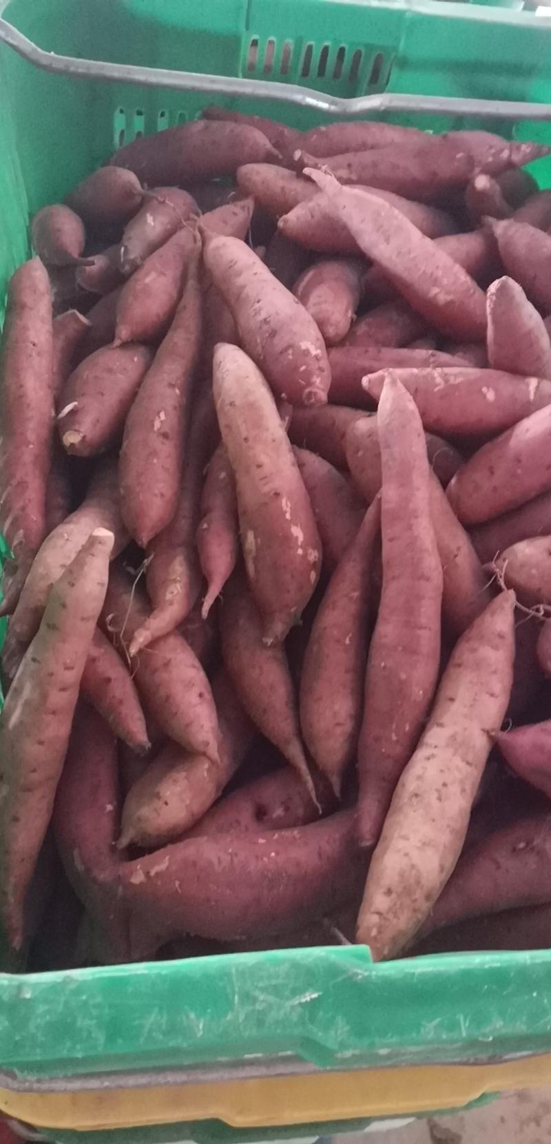 六鳌红蜜薯红蜜薯西瓜红普薯32大量供应整车批发