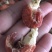 龙虾尾，淡水龙虾尾，不断壳不断肉，活虾现拨