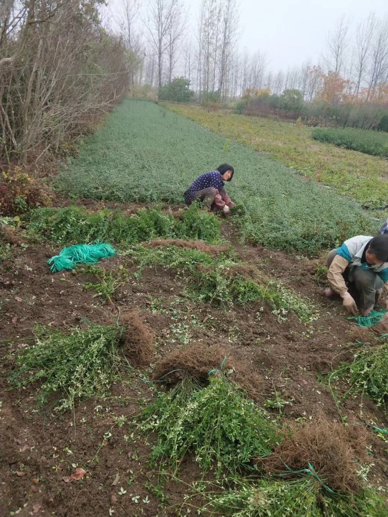 迎春花苗产地直供，迎春，云南黄馨，迎春花质优价廉规格齐全