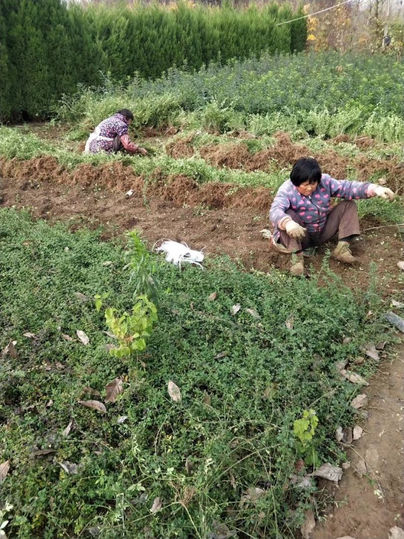 迎春花苗产地直供，迎春，云南黄馨，迎春花质优价廉规格齐全