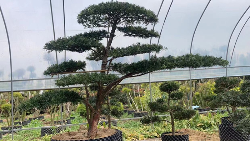 罗汉松盆景′造型罗汉松，地景罗汉松:大小齐全。