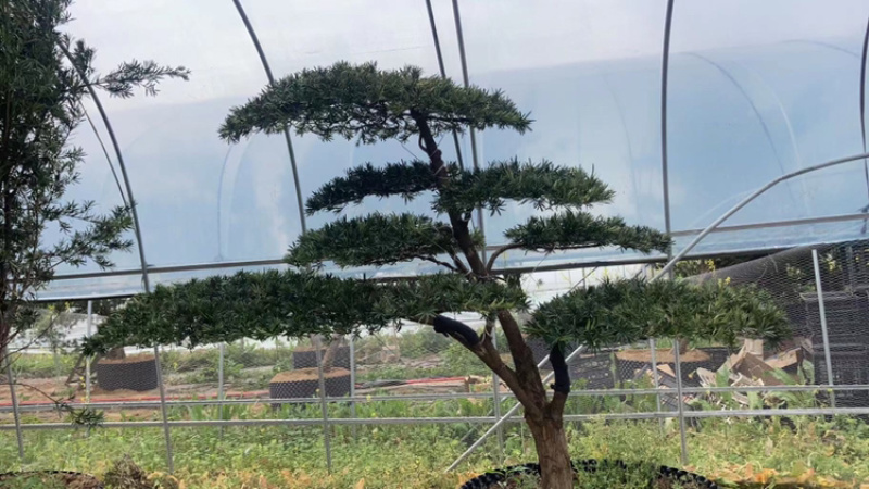 罗汉松盆景′造型罗汉松，地景罗汉松:大小齐全。