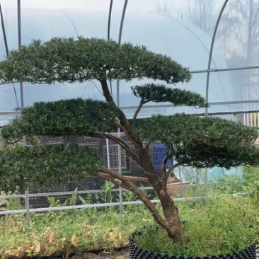 罗汉松盆景′造型罗汉松，地景罗汉松:大小齐全。